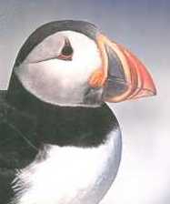 Puffin Trench